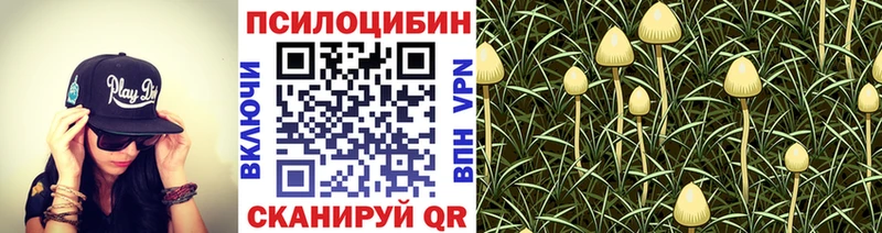 Галлюциногенные грибы Psilocybine cubensis Купить закладки Судогда